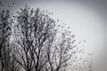 Flying away from the tree. Royalty Free Stock Photo