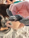 Flying baby turtle