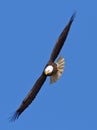 Flying Bald Eagle Royalty Free Stock Photo