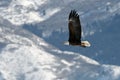 Flying bald eagle