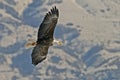 Flying bald eagle