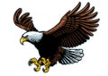 Flying bald eagle in detailed style