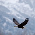 Flying bald eagle Royalty Free Stock Photo