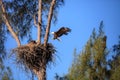 Flying bald eagle Haliaeetus leucocephalus parents with their nest of chicks on Marco Island Royalty Free Stock Photo