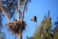 Flying bald eagle Haliaeetus leucocephalus parents with their nest of chicks on Marco Island Royalty Free Stock Photo