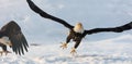 Flying bald eagle Royalty Free Stock Photo