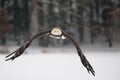 Flying bald eagle - Majestic symbol of the USA