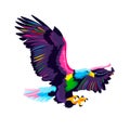 Flying bald eagle from multicolored paints. Splash of watercolor, colored drawing, realistic Royalty Free Stock Photo