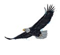 Flying bald eagle from a splash of watercolor, colored drawing, realistic Royalty Free Stock Photo