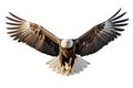 flying bald eagle with spread wings Royalty Free Stock Photo