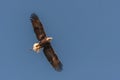 Flying bald eagle view Royalty Free Stock Photo