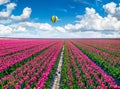 Flying on the balloon over the field of blooming red tulip flowers. Picturesque spring scene in the Netherlands countryside. Artis Royalty Free Stock Photo