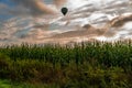 Flying ballon above maize field, sunrise