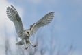 Flying Barn owl Tyto alba, hunting. White and blue background. Noord Brabant in the Netherlands. Copy space.