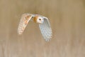 Flying Barn Owl, wild bird in morning nice light. animal in the nature habitat. Bird landing in the grass, action wildlife scene, Royalty Free Stock Photo