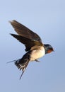 Flying Barn Swallow Royalty Free Stock Photo