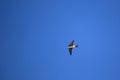 Flying barn swallow