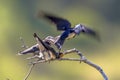 Flying Barn swallow feeding juveniles