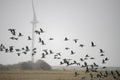 A flying Barnacle geese- They are dangerous close close to large  windmill blades Royalty Free Stock Photo