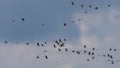 Flying Barnacle Goose at Oland\'s southern cape, Sweden