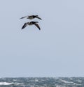 Flying Barnacle Goose at Oland\'s southern cape, Sweden