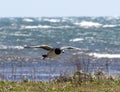 Flying Barnacle Goose at Oland\'s southern cape, Sweden