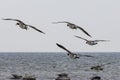 Flying Barnacle Goose at Oland\'s southern cape, Sweden