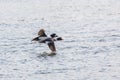 Barrows goldeneye duck Royalty Free Stock Photo