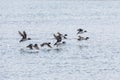 Barrows goldeneye duck Royalty Free Stock Photo