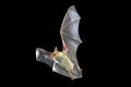 Flying bat with black , Myotis myotis Royalty Free Stock Photo