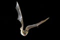 Flying bat with , Myotis myotis Royalty Free Stock Photo