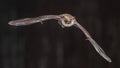 Flying bat on grey background