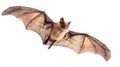 Flying bat on white background Royalty Free Stock Photo