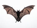 Flying Bat with Wings Spread Against White Background in Studio Lighting Royalty Free Stock Photo