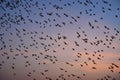 Flying bats colony Royalty Free Stock Photo