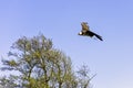 Flying bearded vulture, also known as the lammergeier vulture, lammergeyer or ossifrage