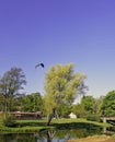 Flying bearded vulture, also known as ossifrage, lammergeier or lammergeyer vulture