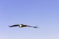 Flying bearded vulture, also known as the lammergeier vulture, lammergeyer or ossifrage