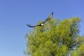 Flying bearded vulture, also known as the lammergeier vulture, lammergeyer or ossifrage