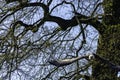 Flying bearded vulture, also known as the lammergeier vulture, lammergeyer or ossifrage