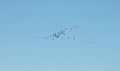 Flying beautiful goose birds, Lithuania Royalty Free Stock Photo