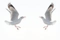 Flying beautiful seagulls in a flat style isolated on white ba Royalty Free Stock Photo