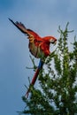 Flying beautifully coloured parrot ara  Ara ararauna Royalty Free Stock Photo