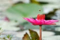 A flying bee above pink water Lilly Royalty Free Stock Photo