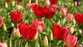 Flying bee andred tulips. Red blossoming tulips in the early spring in the garden.