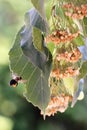 Flying bee approaching linden tree flowers Royalty Free Stock Photo