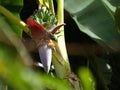 Flying bee and banana flower and Olive-backed sun birdanish needle flowers