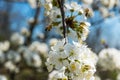 Flying bee collecting pollen on cherry tree Royalty Free Stock Photo