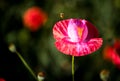 Flying Bee and Corn Poppy