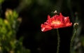 Flying Bee and Corn Poppy